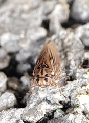 Anaceratagallia