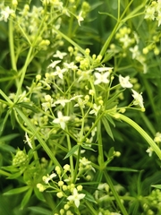 Galium album