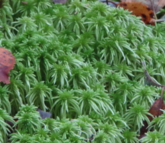 Sphagnum girgensohnii
