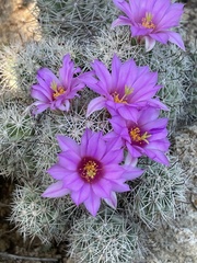 Mammillaria schumannii