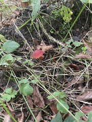 Hortiboletus rubellus
