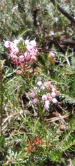 Erica vagans