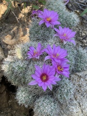 Mammillaria schumannii