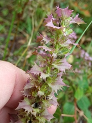 Melampyrum nemorosum