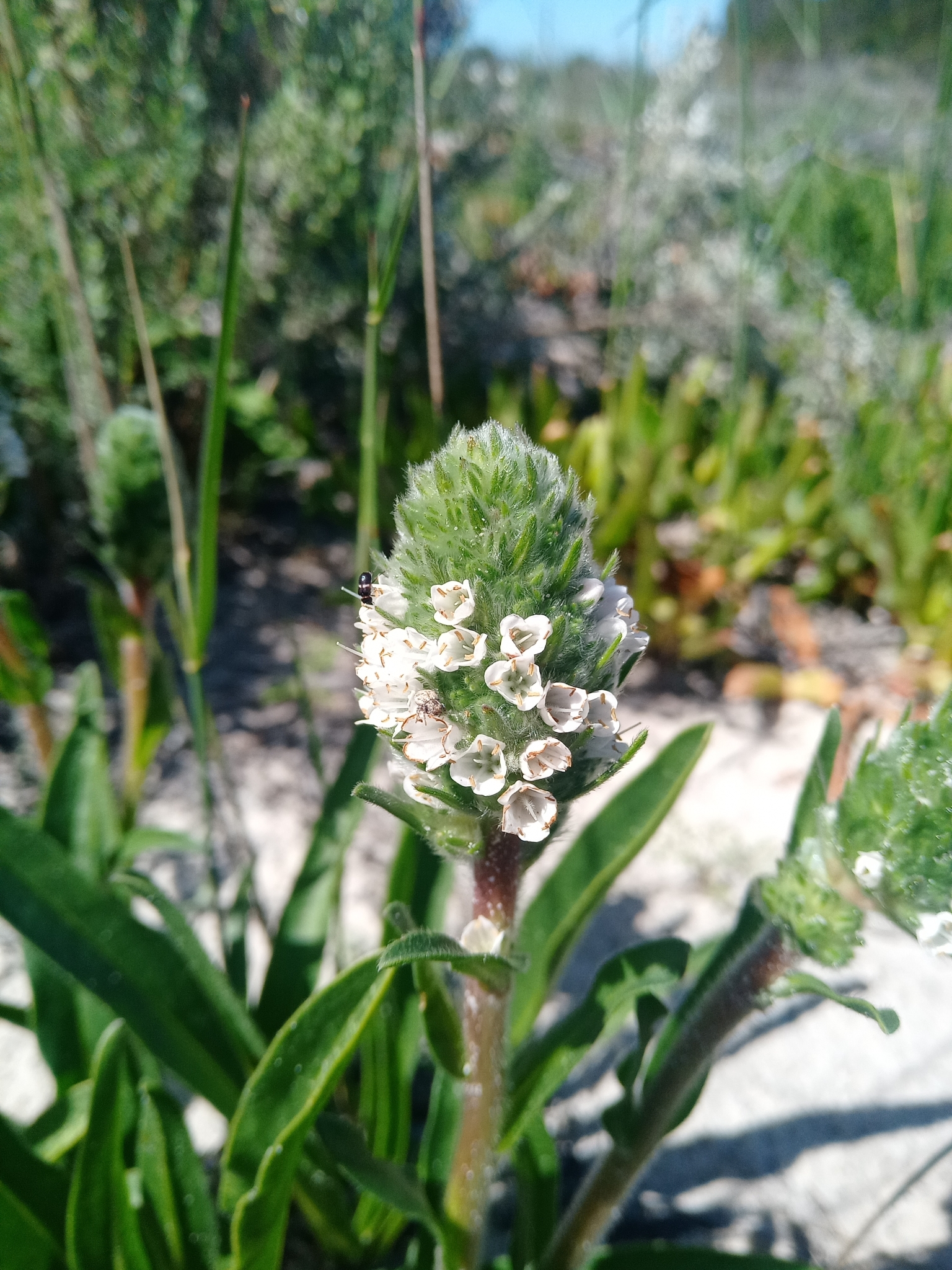 Echiostachys Levyns