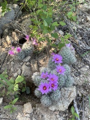 Mammillaria schumannii