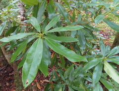 Rhododendron ponticum