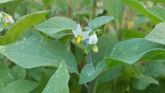 Solanum villosum