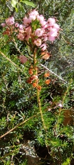 Erica vagans
