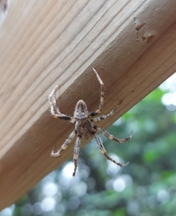 Araneus diadematus