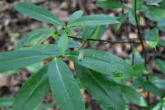 Rhacophorus malabaricus