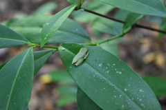 Rhacophorus malabaricus