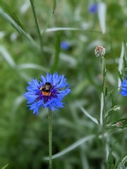 Bombus lapidarius