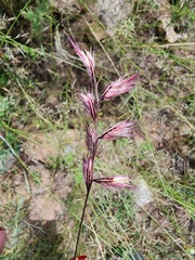 Bouteloua chondrosioides