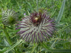 Cirsium morisianum