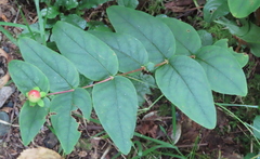 Hypericum androsaemum