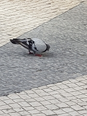 Columba livia domestica