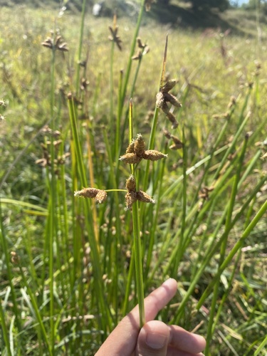 Schoenoplectus litoralis (Schoenoplectus litoralis)