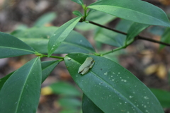 Rhacophorus malabaricus