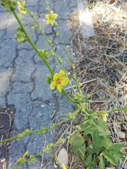 Verbascum sinuatum