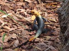 Agama picticauda