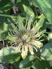 Passiflora affinis
