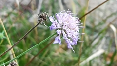 Dipsacoideae
