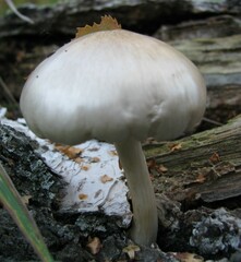 Pluteus cervinus