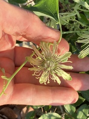 Passiflora affinis