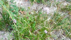 Dipsacoideae
