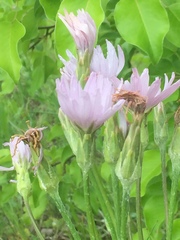 Scorzonera purpurea