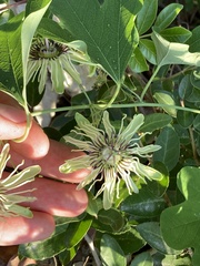 Passiflora affinis