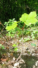 Acer opalus