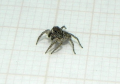 Euophryini