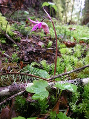 Calypso bulbosa occidentalis