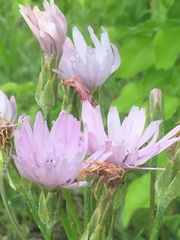 Scorzonera purpurea