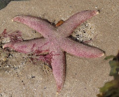 Asterias rubens