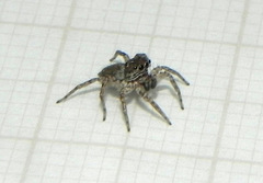 Euophryini