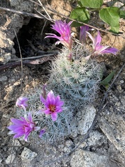 Mammillaria schumannii