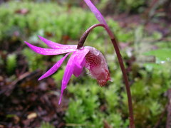 Calypso bulbosa occidentalis