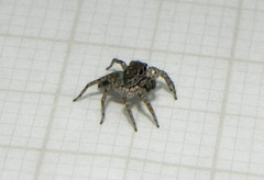 Euophryini