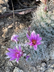 Mammillaria schumannii
