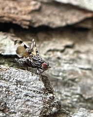 Pseudotephritis
