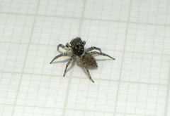 Euophryini