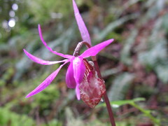 Calypso bulbosa occidentalis