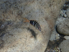 Serranus scriba