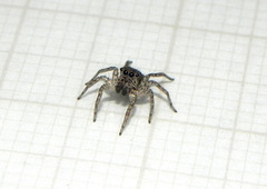 Euophryini