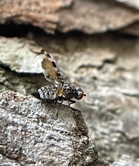 Pseudotephritis