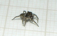 Euophryini