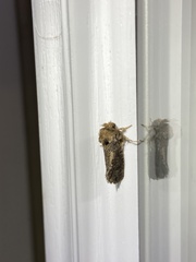 Acrolophus arcanella